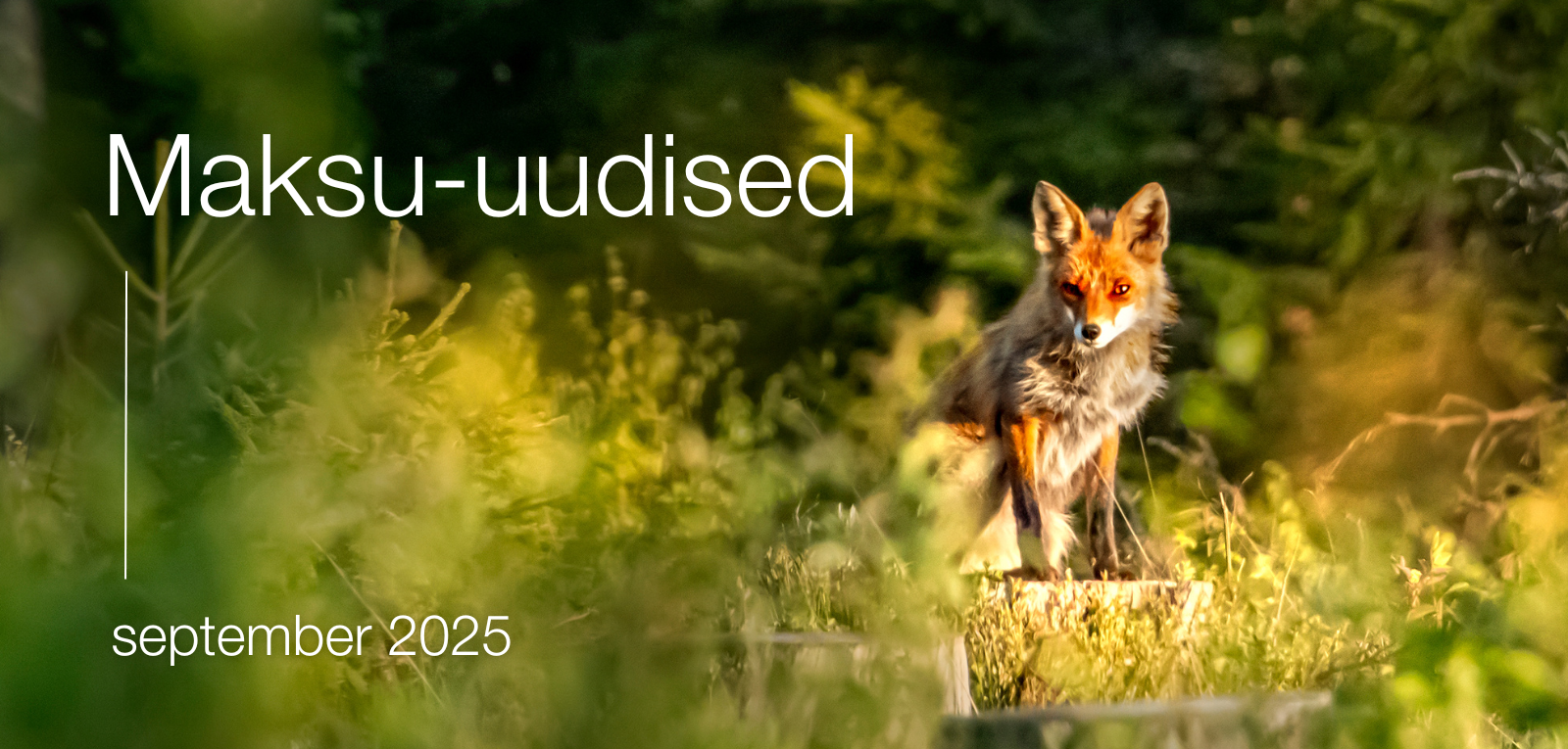 Maksu-uudised, september 2025
